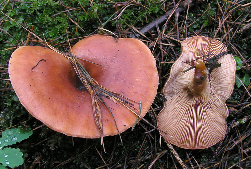 Lepista flaccida